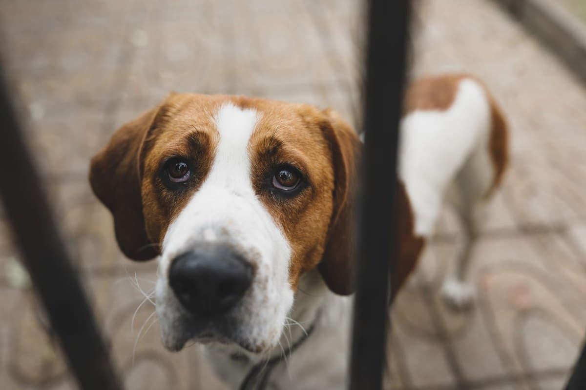 English Foxhound – go4vet