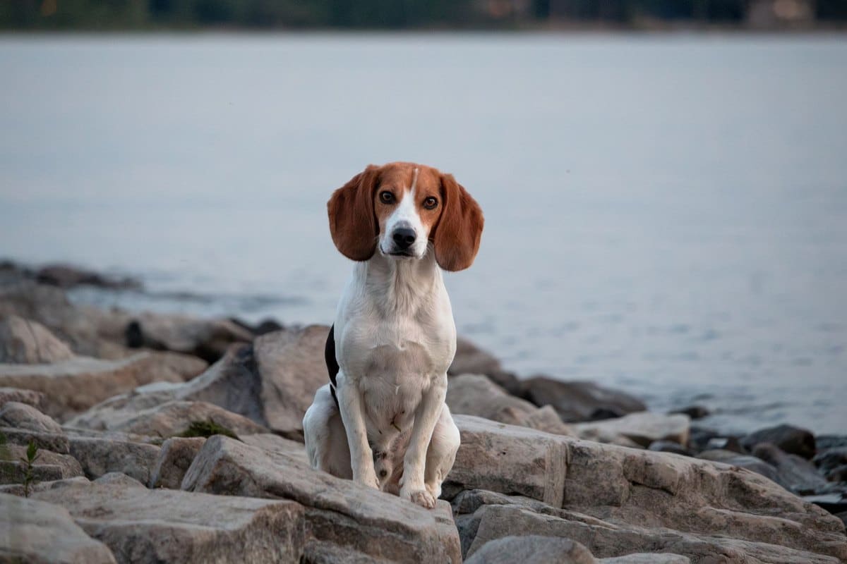 English Foxhound – go4vet