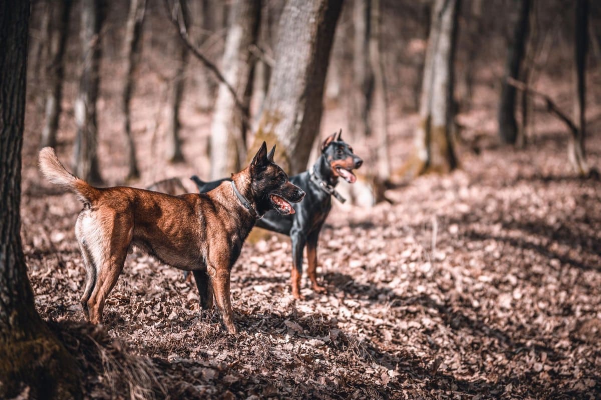 English Pointer – go4vet