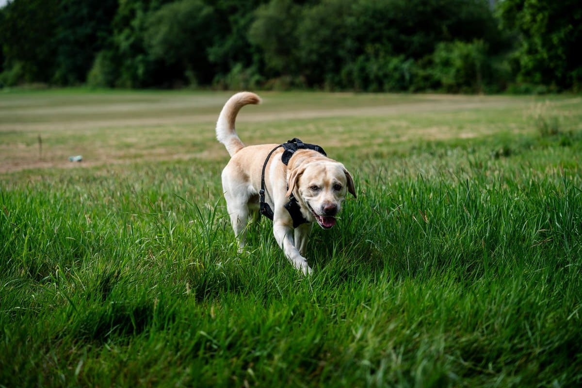 English Pointer – go4vet