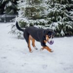 Entlebucher Sennenhund