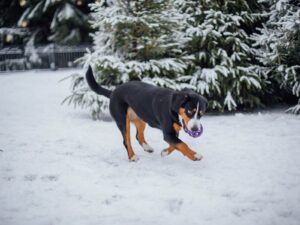 Entlebucher Sennenhund