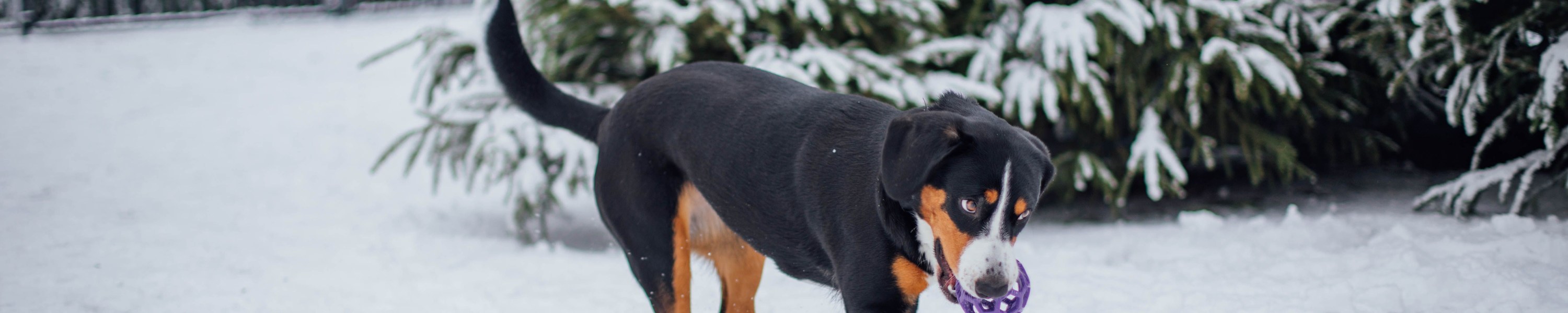 Entlebucher Sennenhund