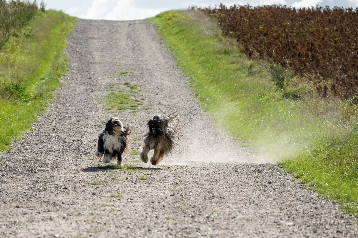 Epagneul Bleu de Picardie – go4vet