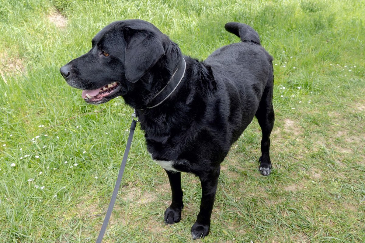 Epagneul Bleu de Picardie – go4vet