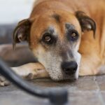 Epilepsie beim Hund