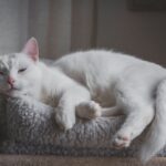 Epilepsie bei Katzen