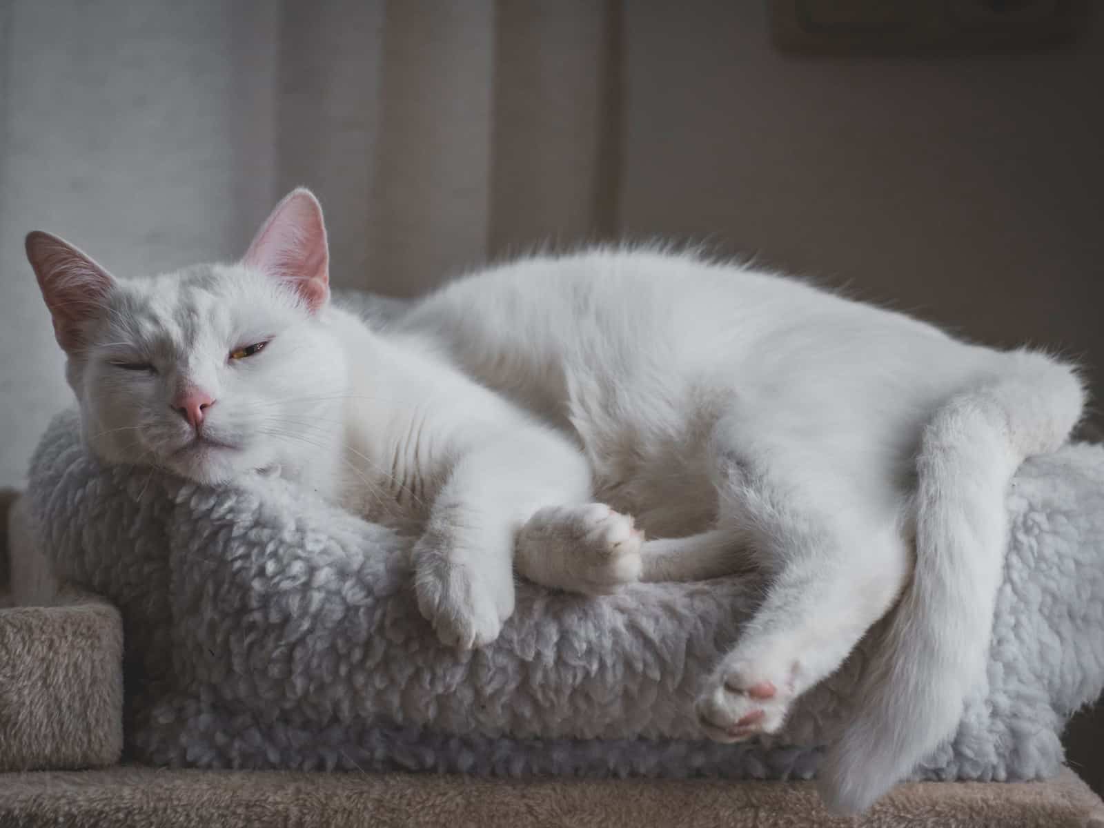 Epilepsie bei Katzen