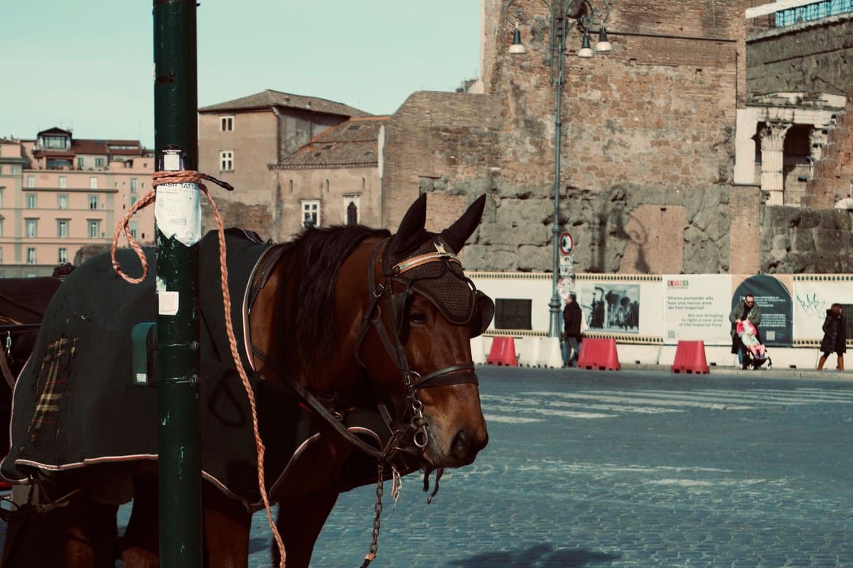 Equines Metabolisches Syndrom (EMS): Diagnose, Diät & Hufreh – go4vet
