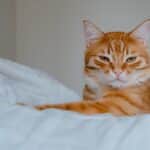 Erbrechen bei Katzen
