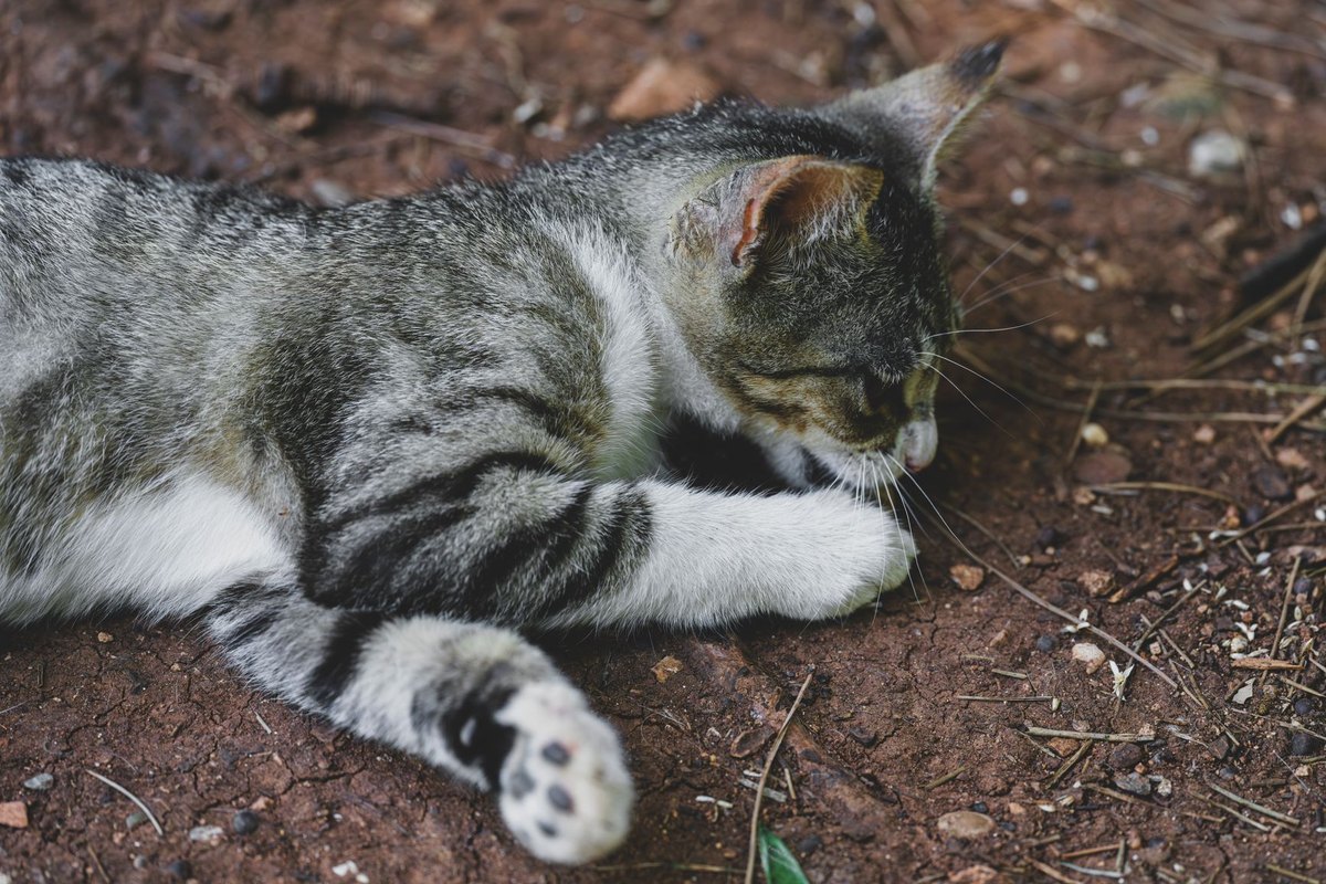 Erbrechen bei Katzen – go4vet