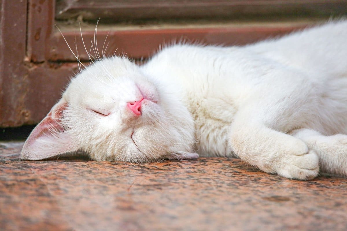 Erbrechen bei Katzen – go4vet