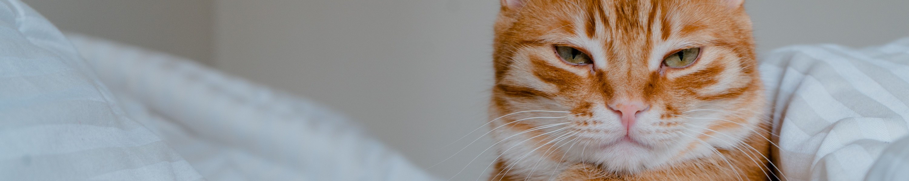 Erbrechen bei Katzen