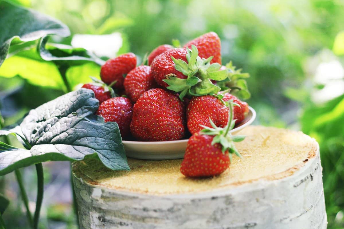 Dürfen Hunde Erdbeeren essen? Gesunder Sommersnack für Vierb – go4vet