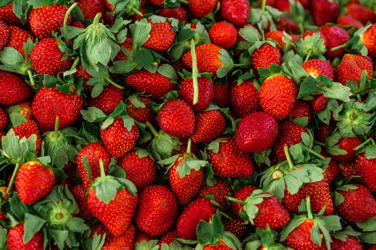 Dürfen Hunde Erdbeeren essen? Gesunder Sommersnack für Vierb – go4vet
