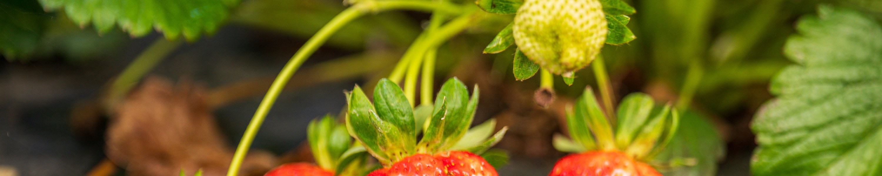 Dürfen Hunde Erdbeeren essen? Gesunder Sommersnack für Vierbeiner