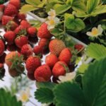 Erdbeeren für Katzen: Sind Erdbeeren für Katzen safe?