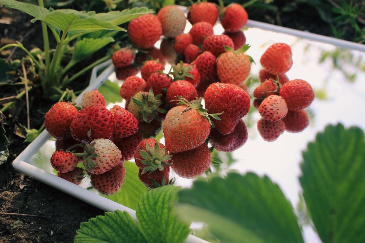 Erdbeeren für Katzen: Sind Erdbeeren für Katzen safe? – go4vet