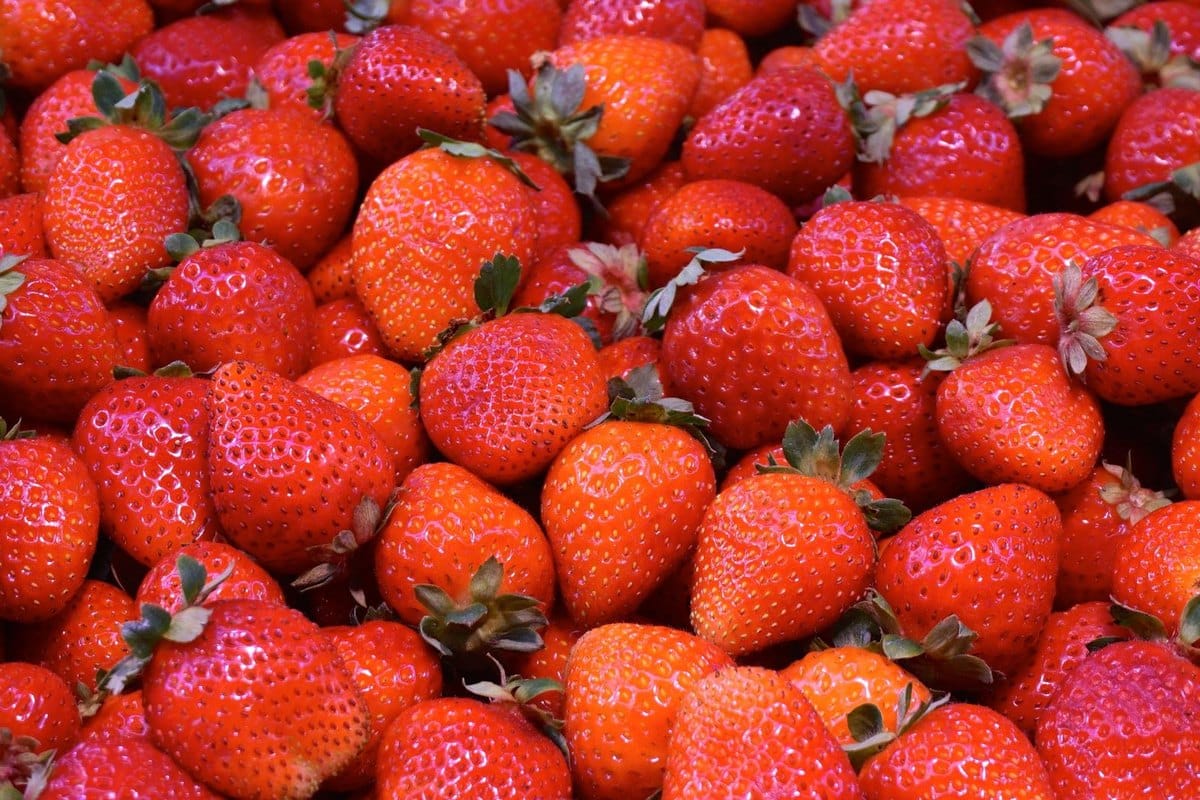 Erdbeeren für Katzen: Sind Erdbeeren für Katzen safe? – go4vet