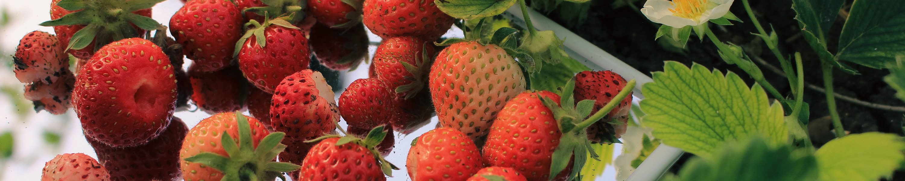 Erdbeeren für Katzen: Sind Erdbeeren für Katzen safe?