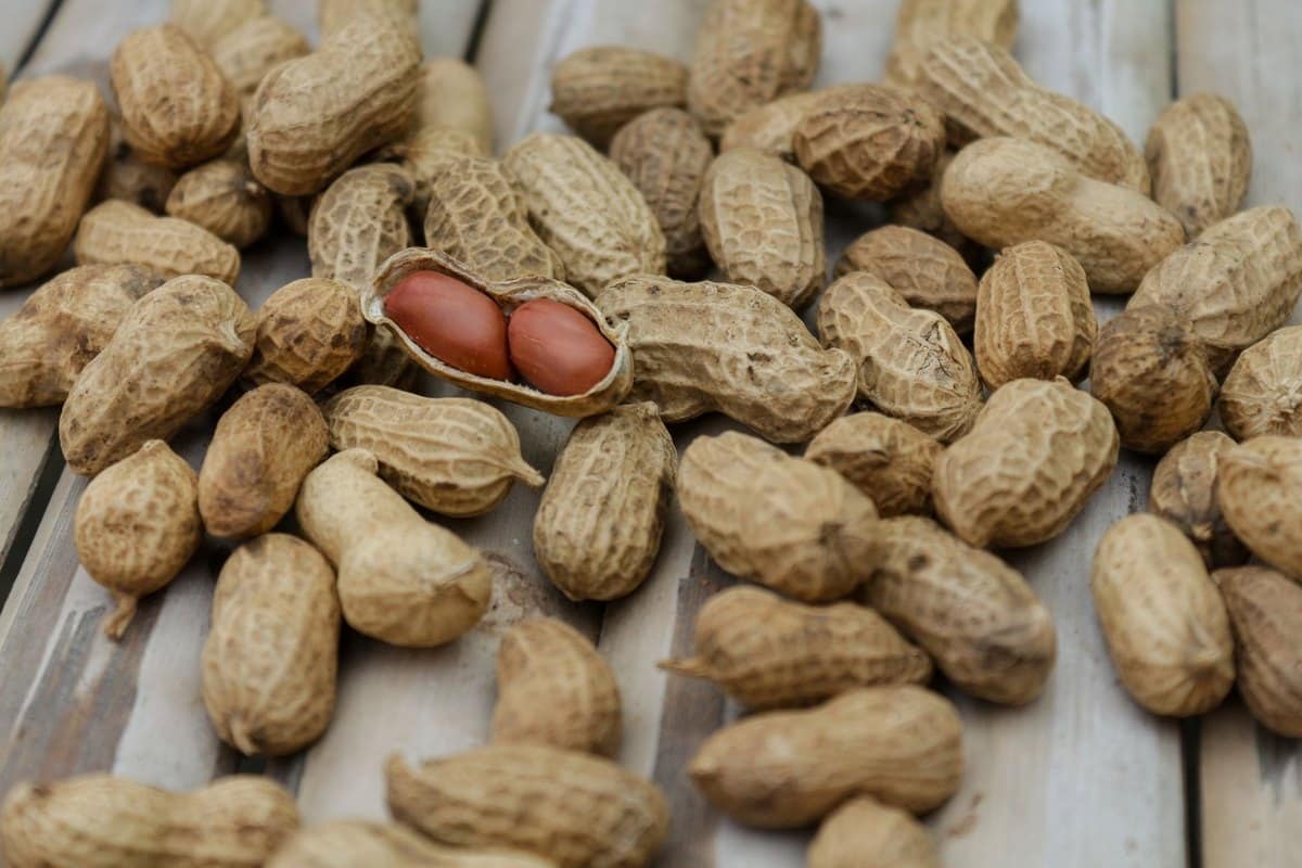 Dürfen Hunde Erdnüsse essen? Vorsicht vor Xylitol in Erdnuss – go4vet