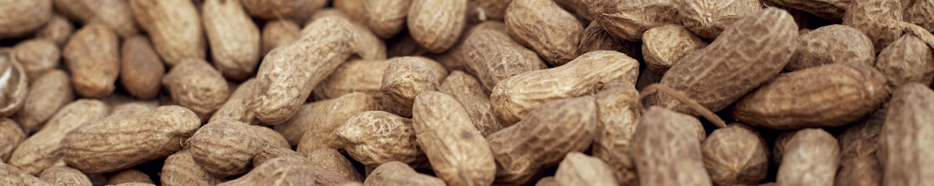 Dürfen Katzen Erdnüsse essen? Vorsicht vor Xylitol in Erdnussbutter!