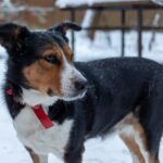 Erste Hilfe beim Hund: Was du im Notfall sofort tun kannst