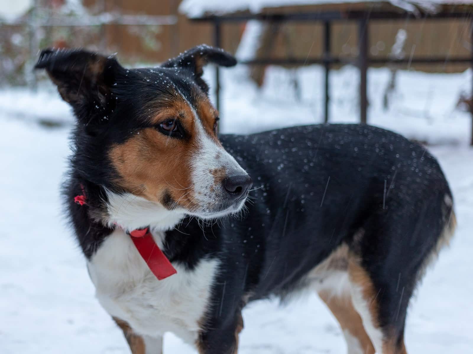 Erste Hilfe beim Hund: Was du im Notfall sofort tun kannst