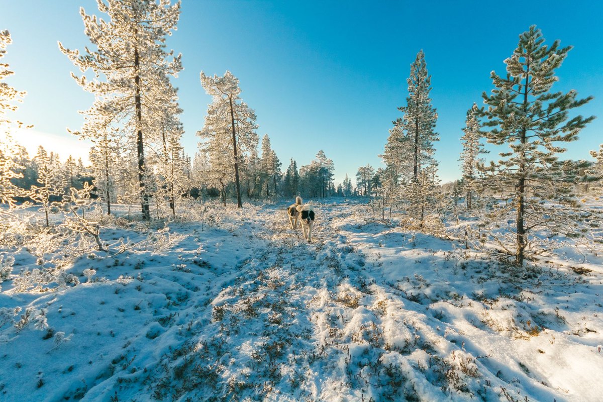 Erste Hilfe beim Hund: Was du im Notfall sofort tun kannst – go4vet