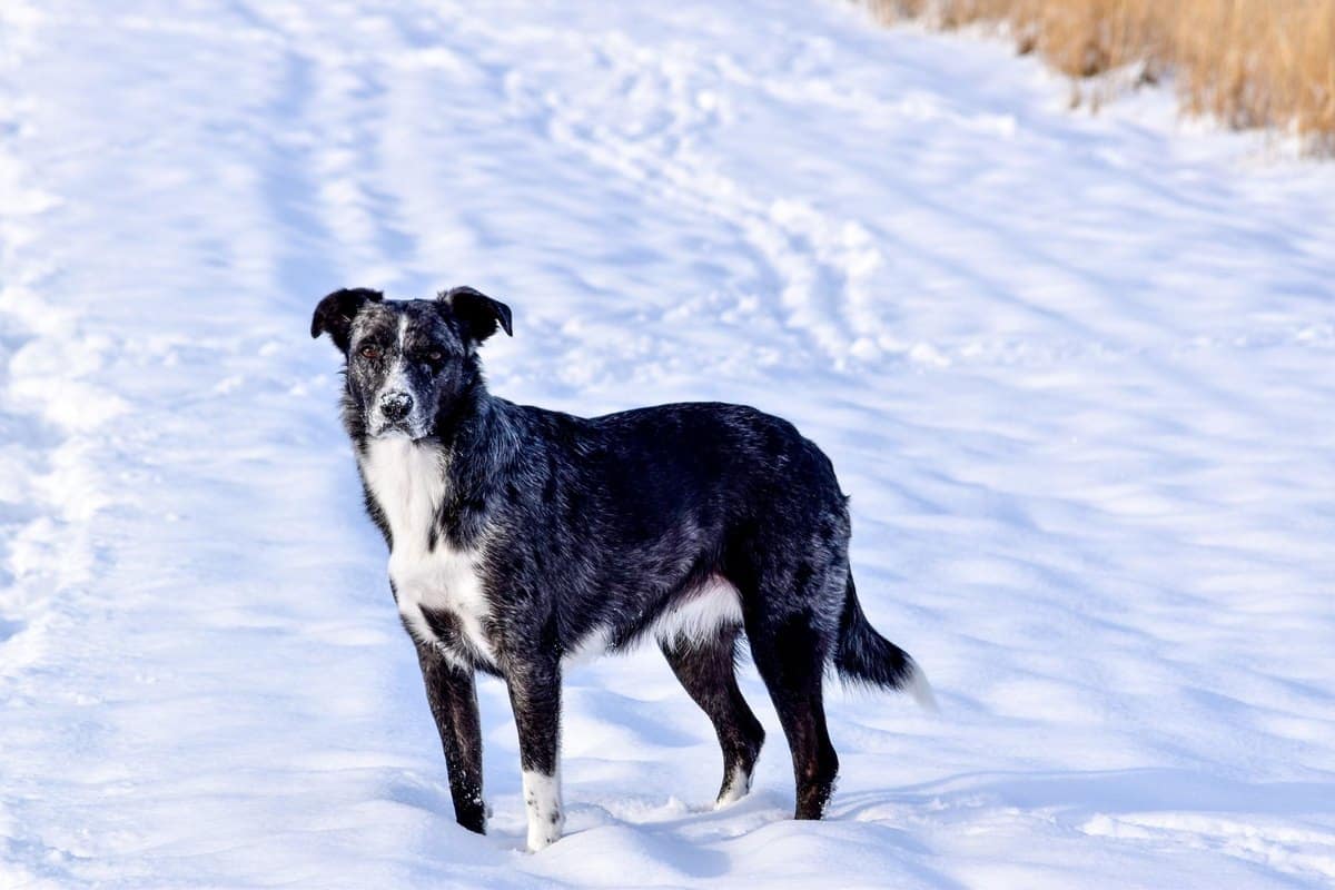 Erste Hilfe beim Hund: Was du im Notfall sofort tun kannst – go4vet