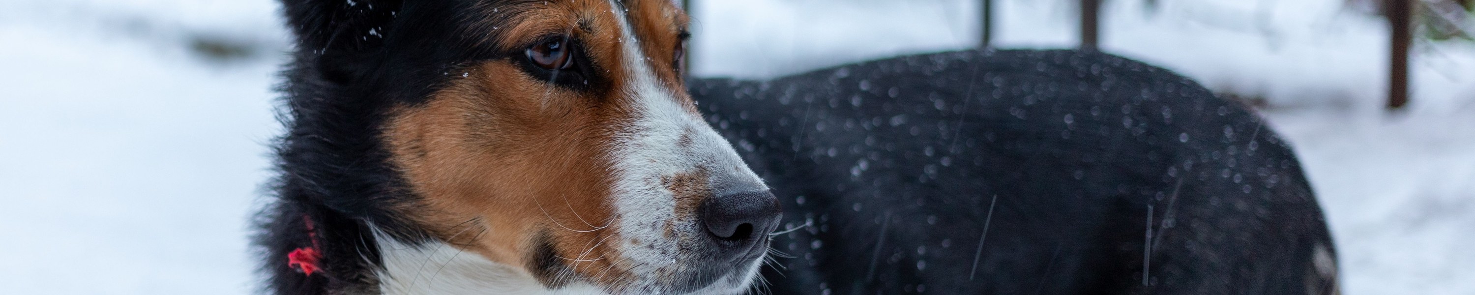 Erste Hilfe beim Hund: Was du im Notfall sofort tun kannst