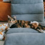 Erste Hilfe bei der Katze: Notfälle erkennen und richtig handeln