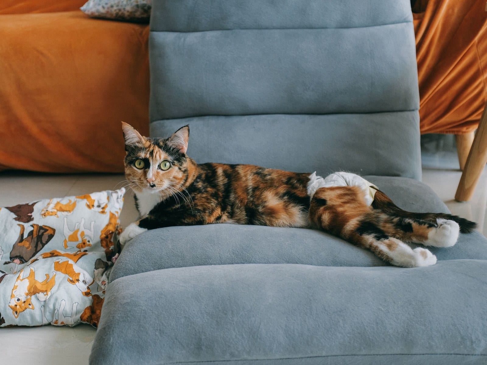Erste Hilfe bei der Katze: Notfälle erkennen und richtig handeln