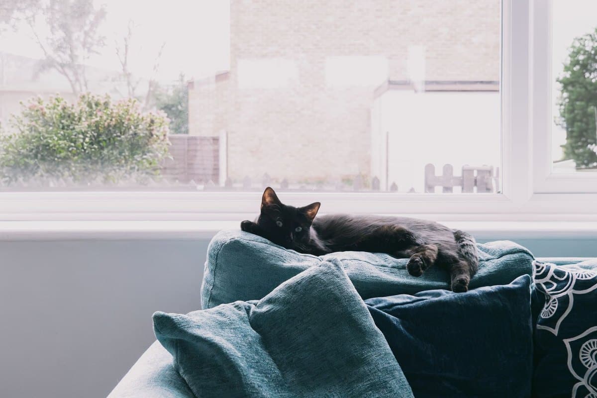 Erste Hilfe bei der Katze: Notfälle erkennen und richtig han – go4vet