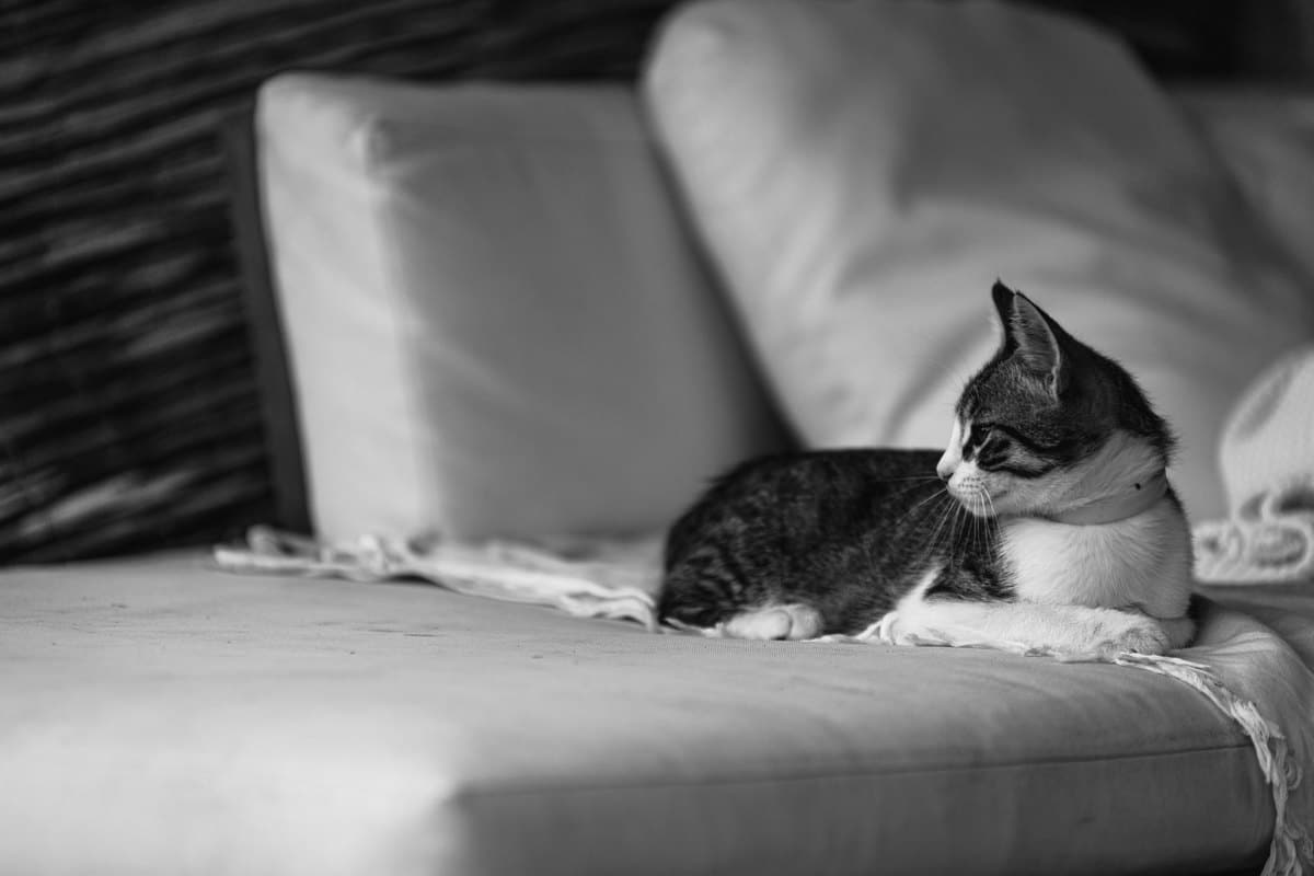 Erste Hilfe bei der Katze: Notfälle erkennen und richtig han – go4vet