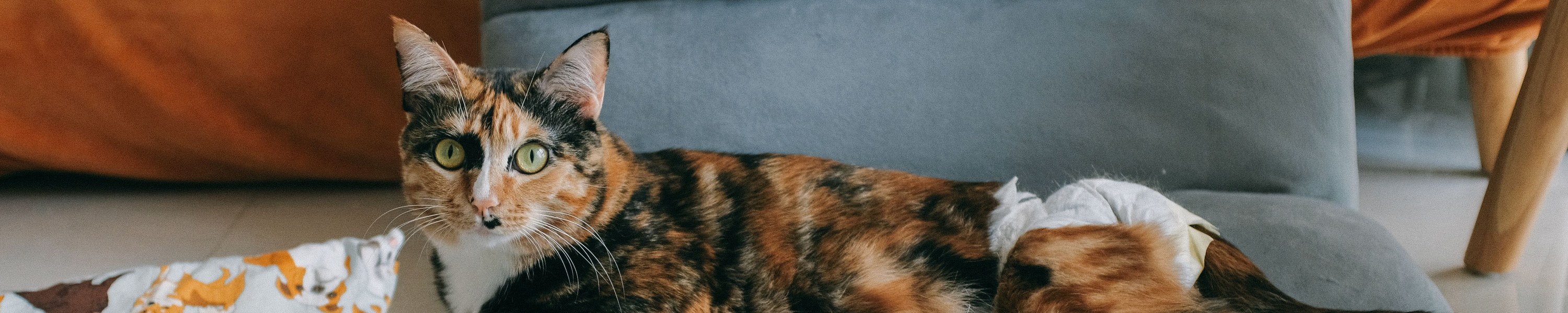 Erste Hilfe bei der Katze: Notfälle erkennen und richtig handeln