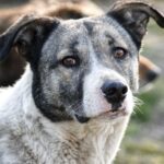 EU-Heimtierausweis: Kosten, Beantragung und Pflichtimpfungen