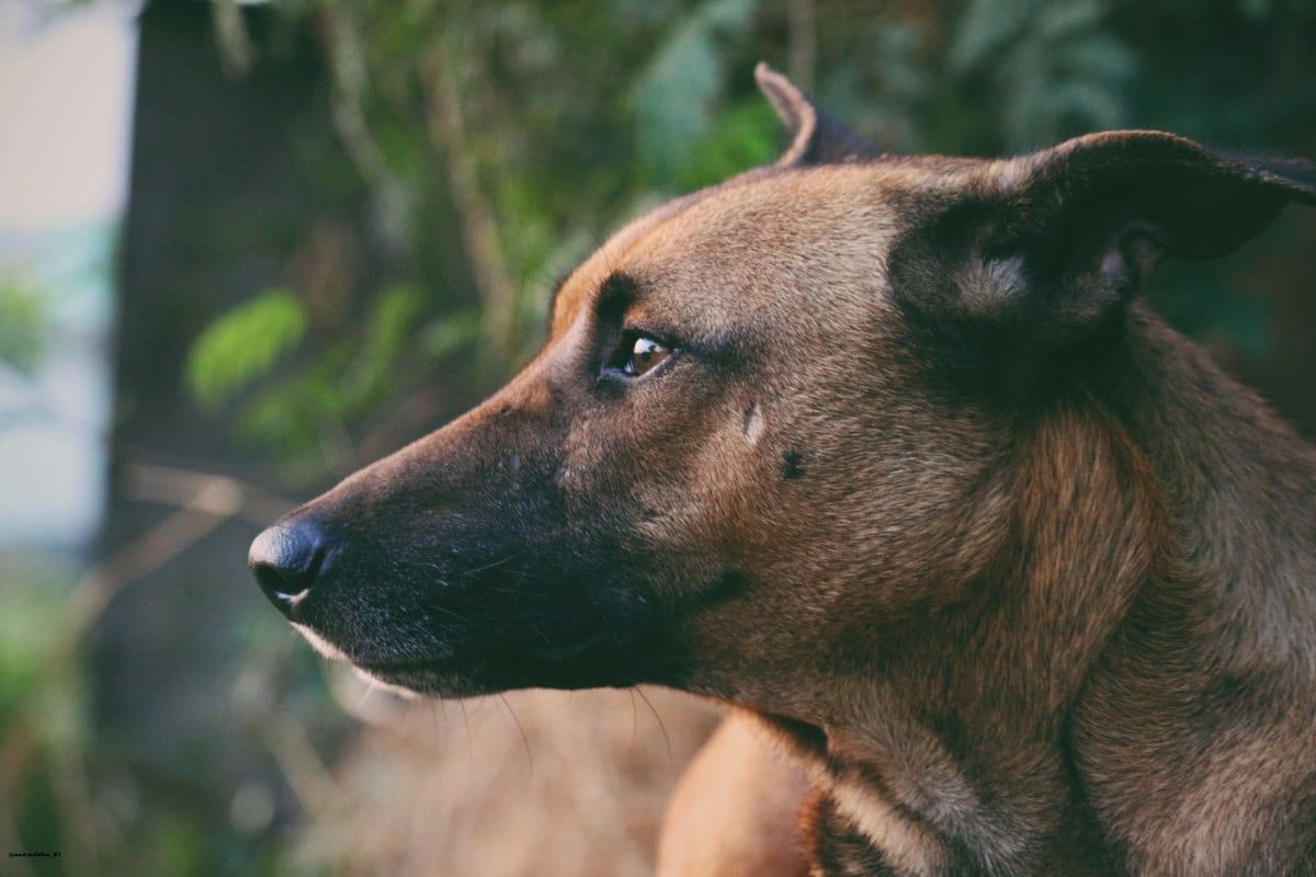 EU-Heimtierausweis: Kosten, Beantragung und Pflichtimpfungen – go4vet