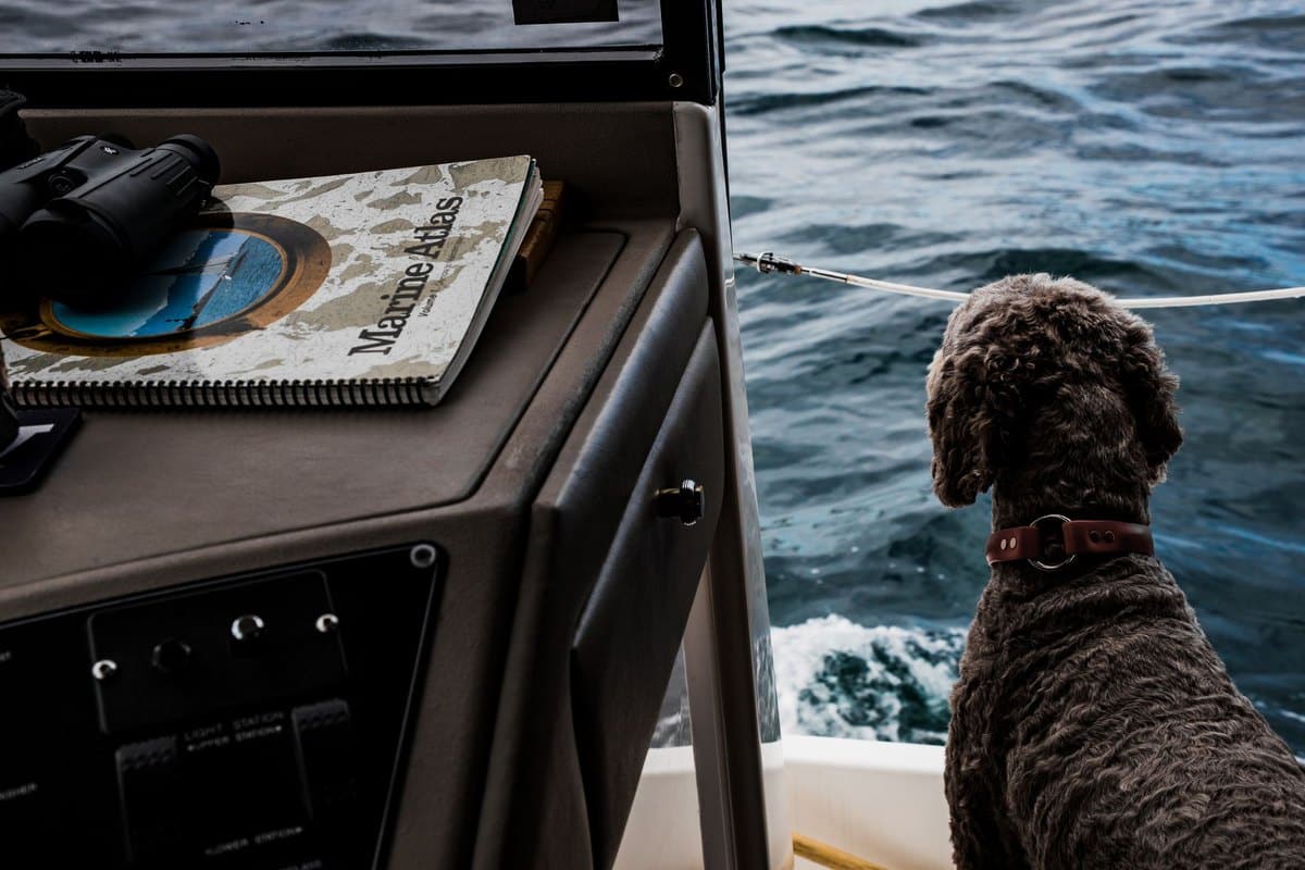 Mit der Fähre reisen: Hund an Bord – go4vet
