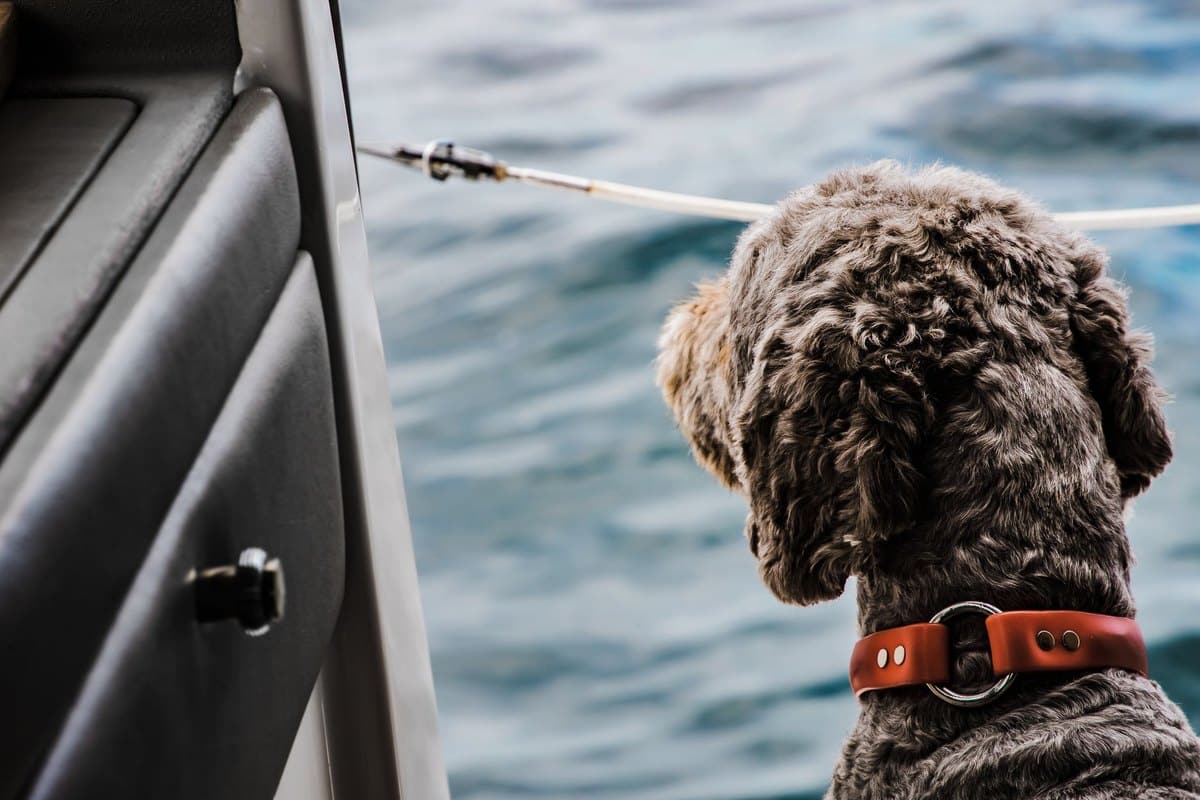 Mit der Fähre reisen: Hund an Bord – go4vet