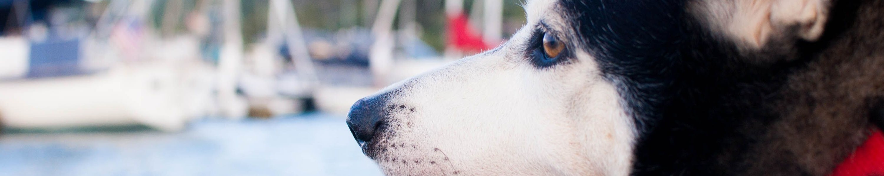 Mit der Fähre reisen: Hund an Bord