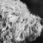 Fellkrankheiten beim Hund
