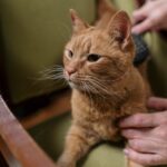 Fellpflege bei Katzen
