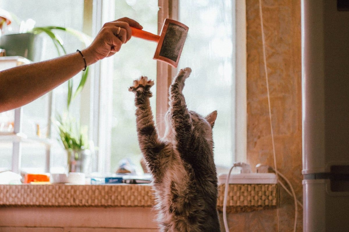 Fellpflege bei Katzen – go4vet