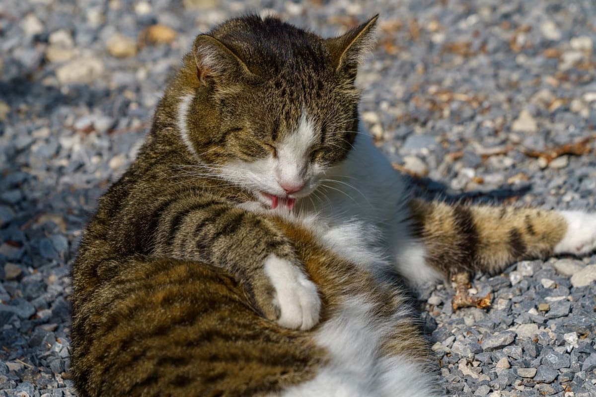 Fellpflege bei Katzen – go4vet