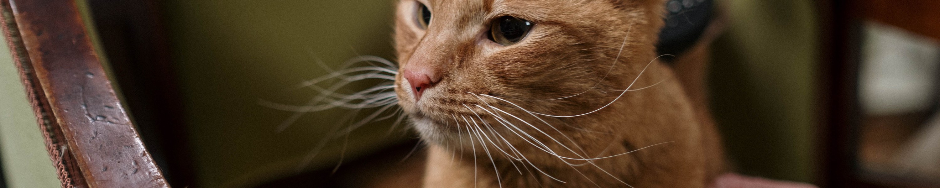 Fellpflege bei Katzen