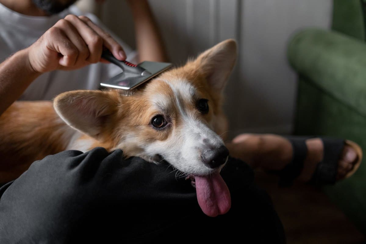 Fellpflege beim Hund – go4vet