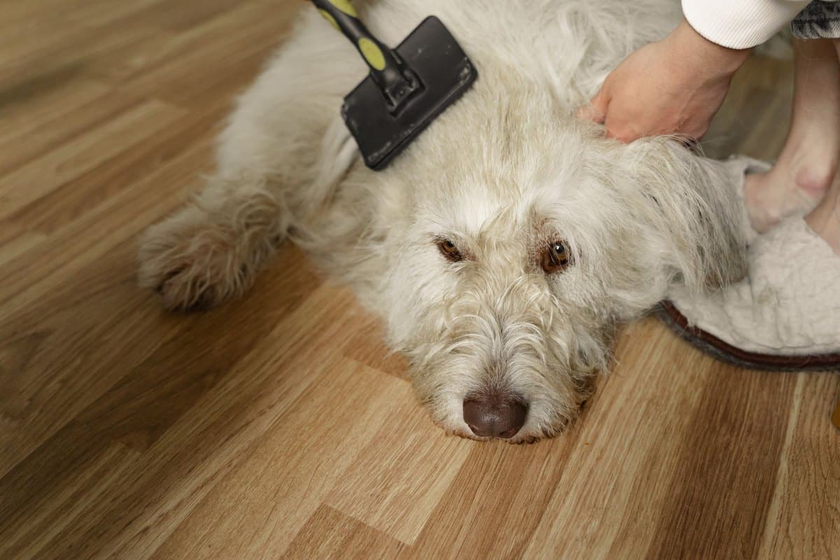 Fellpflege beim Hund – go4vet