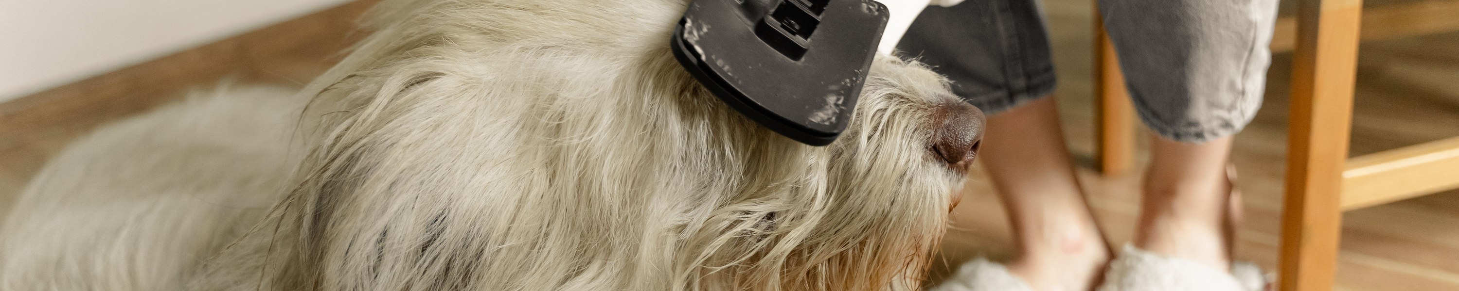 Fellpflege beim Hund