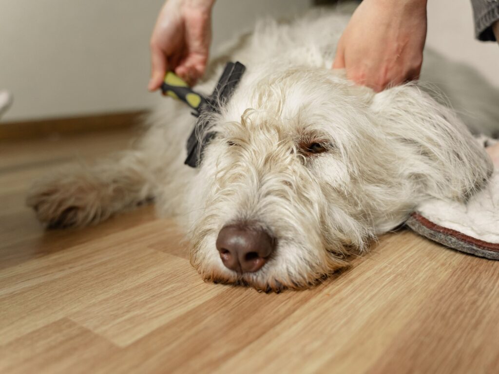 Fellwechsel beim Hund